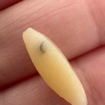 Şehriye Paketinde Makine Yağına Benzer Yabancı Maddeyle Karşılaştım