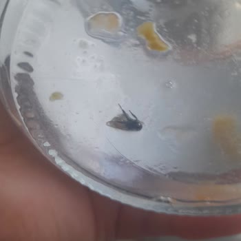 Yurdum Konserve Garnitür Kavanozunda Sinek Buldum Sağlığım Tehlikeye Girdi