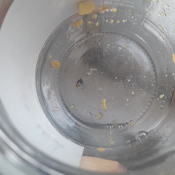 Yurdum Konserve Garnitür Kavanozunda Sinek Buldum Sağlığım Tehlikeye Girdi