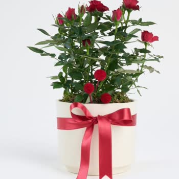 Görselden Farklı Gelen Çiçekle Hayal Kırıklığı Ve Mağduriyet