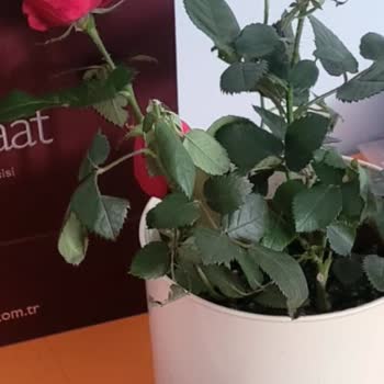 Görselden Farklı Gelen Çiçekle Hayal Kırıklığı Ve Mağduriyet