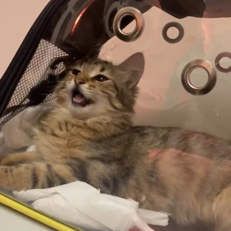 Çekmeköy Belediyesi Ağır Yaralı Kedinin Ölümünde Belediyelerin Duyarsızlığı Ve Sorumluluk İhlali