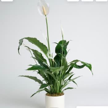 Çiçek Sepeti Yanlış Ve Eksik Ürün, İletişimsizlik Mağduriyeti!