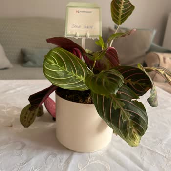 Çiçek Sepeti Yanlış Ve Eksik Ürün, İletişimsizlik Mağduriyeti!