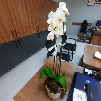 Gönderilen Orkide Solmuş Ve Özensizdi Değişim Talep Ediyorum