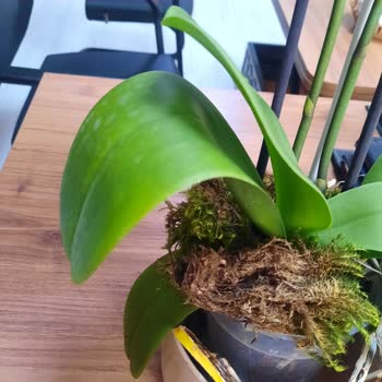 Gönderilen Orkide Solmuş Ve Özensizdi Değişim Talep Ediyorum