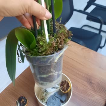 Gönderilen Orkide Solmuş Ve Özensizdi Değişim Talep Ediyorum