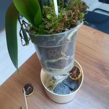 Gönderilen Orkide Solmuş Ve Özensizdi Değişim Talep Ediyorum