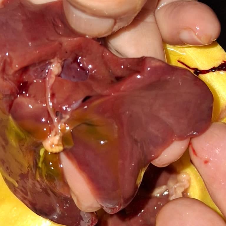 Bozuk Tavuk Ciğeri Ve Cevapsız Müşteri Hizmetleri Mağduriyeti