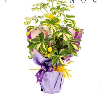 Görseldeki Ürünle Alakasız Çiçek Ve Yetersiz Çözüm Süreci