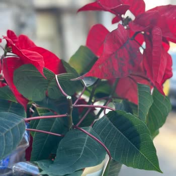 Sipariş Edilen Çiçeklerin Solgun Ve Kötü Durumda Teslim Edilmesi