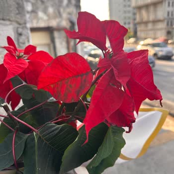 Sipariş Edilen Çiçeklerin Solgun Ve Kötü Durumda Teslim Edilmesi