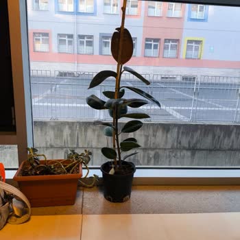 Çiçek Notları İletilmedi Ürünler Soluk Ve Eksik Geldi İade Talep Ediyorum