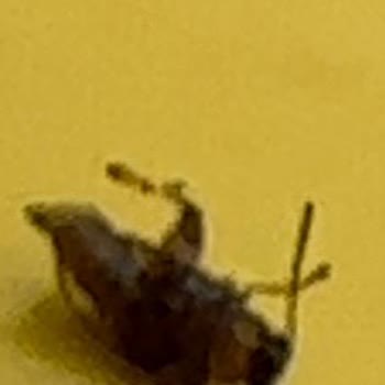 Satın Aldığım Yaprak Sarmada Sinek Çıkması Ve Hijyen Endişesi