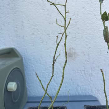 Aldatıcı Görseller Ve Eksik İletişim Nedeniyle Hayal Kırıklığına Uğradım