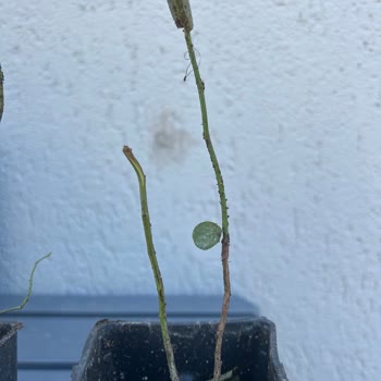 Aldatıcı Görseller Ve Eksik İletişim Nedeniyle Hayal Kırıklığına Uğradım