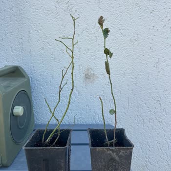 Aldatıcı Görseller Ve Eksik İletişim Nedeniyle Hayal Kırıklığına Uğradım