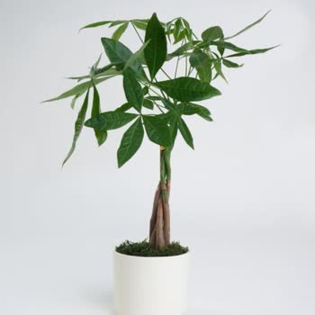 Yanlış Ve Kusurlu Sipariş, İptal Sorunu Ve Yetersiz Müşteri Hizmetleri