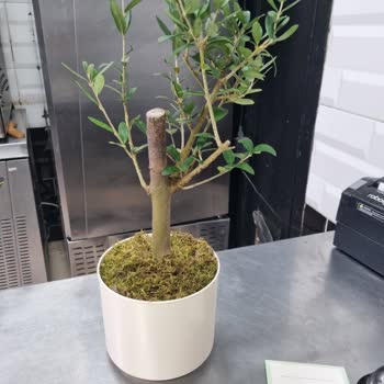 Yanlış Ve Kusurlu Sipariş, İptal Sorunu Ve Yetersiz Müşteri Hizmetleri