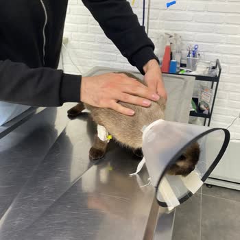 N&D Kedi Maması Sonrası Ciddi Sağlık Sorunu Ve Maddi Kayıp