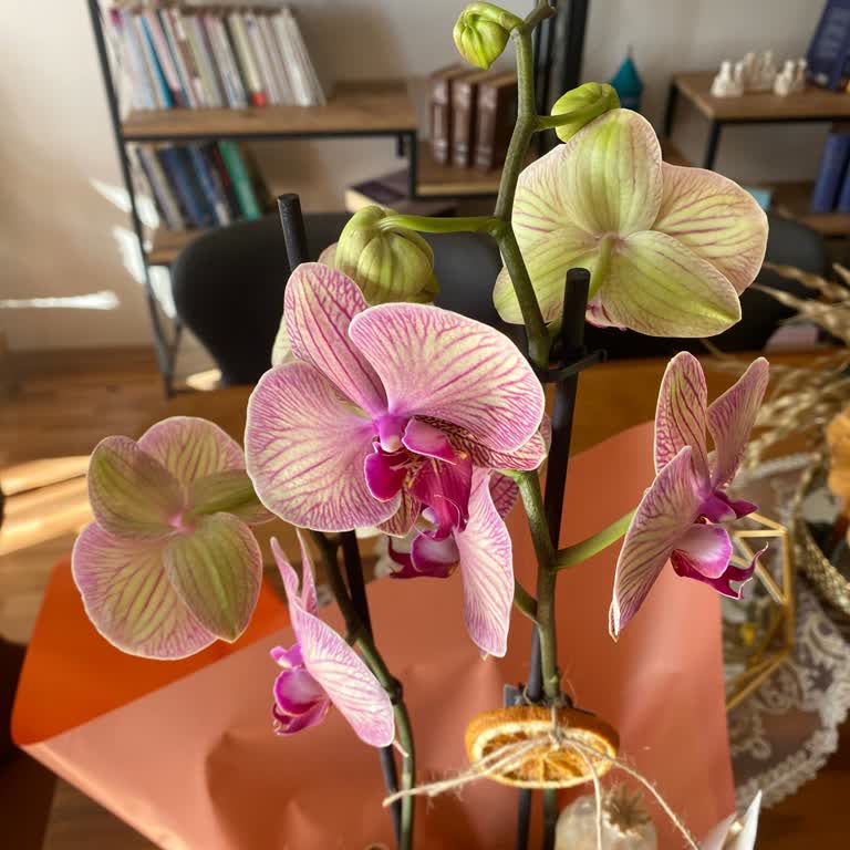 Sipariş Edilen Orkide Görselden Farklı Ve Müşteri Hizmetlerinden Yanıt Alınamıyor