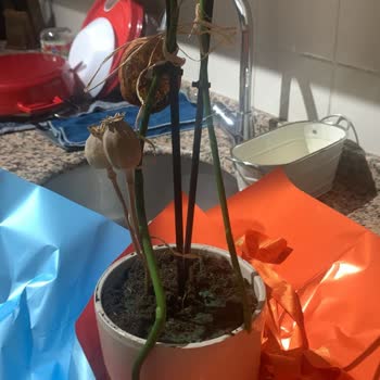 Sipariş Edilen Orkide Ürünü Yanıltıcı Çıktı, Ücret İadesi Talebi