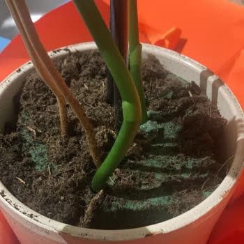 Sipariş Edilen Orkide Ürünü Yanıltıcı Çıktı, Ücret İadesi Talebi