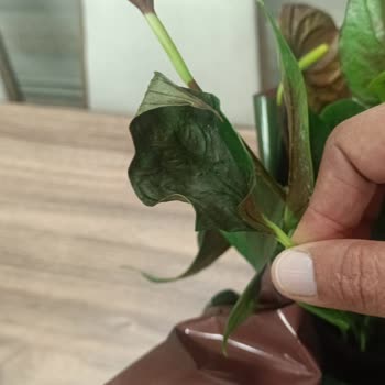 Öğretmenler Günü İçin Gönderilen Çiçek Solmuş Ve Çürümüş Halde Teslim Edildi