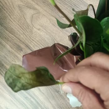 Öğretmenler Günü İçin Gönderilen Çiçek Solmuş Ve Çürümüş Halde Teslim Edildi