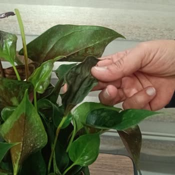 Öğretmenler Günü İçin Gönderilen Çiçek Solmuş Ve Çürümüş Halde Teslim Edildi