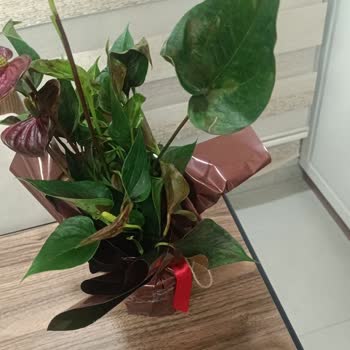 Öğretmenler Günü İçin Gönderilen Çiçek Solmuş Ve Çürümüş Halde Teslim Edildi