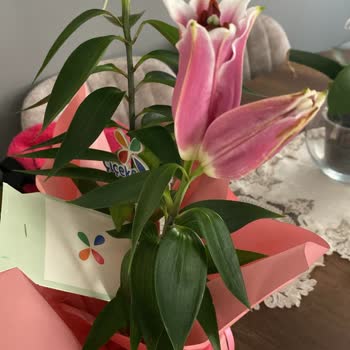 Hayal Kırıklığı Yaratan Lilyum Ve İlgisiz Müşteri Hizmetleri