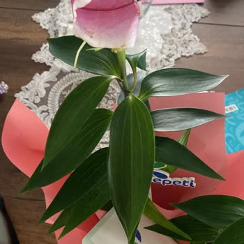 Hayal Kırıklığı Yaratan Lilyum Ve İlgisiz Müşteri Hizmetleri