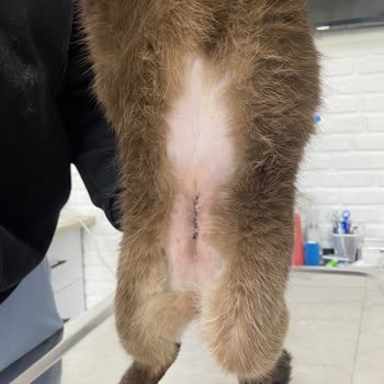 Petlebi Kedim N&D Mama Sonrası Taş Oluştu, Olumsuz Yorumum Yayımlanmadı!