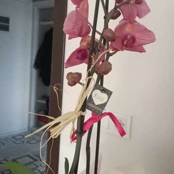 Onayım Alınmadan Kalitesiz Çiçek Gönderildi, Ücret İadesi Yapılmıyor