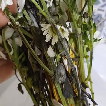 Öğretmenler Günü'nde Solmuş Ve Küflenmiş Çiçek Gönderimiyle Büyük Hayal Kırıklığı