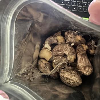 Aldığım Kaju Ürününde Hijyen Sorunu Ve Ücret İadesi Talebi