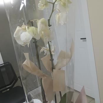 Solmuş Orkide Hediyesi Hayal Kırıklığı Yarattı