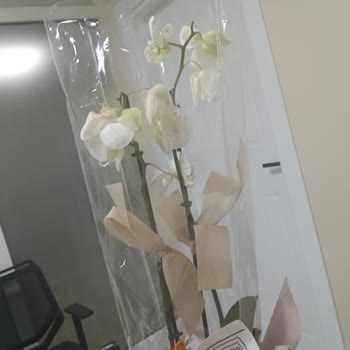 Solmuş Orkide Hediyesi Hayal Kırıklığı Yarattı
