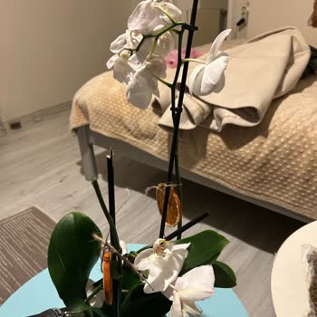 Ayıplı Çiçek Sonrası Ücret İadesi Talebim Reddedildi