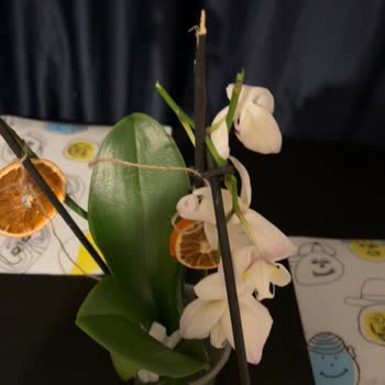 Ayıplı Çiçek Sonrası Ücret İadesi Talebim Reddedildi