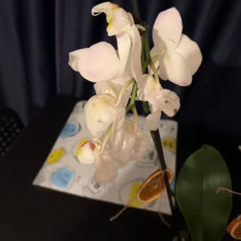 Ayıplı Çiçek Sonrası Ücret İadesi Talebim Reddedildi