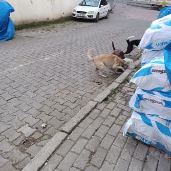 Kumru'da Başıboş Köpekler Nedeniyle Mahallede Her Gün Korku Yaşıyoruz