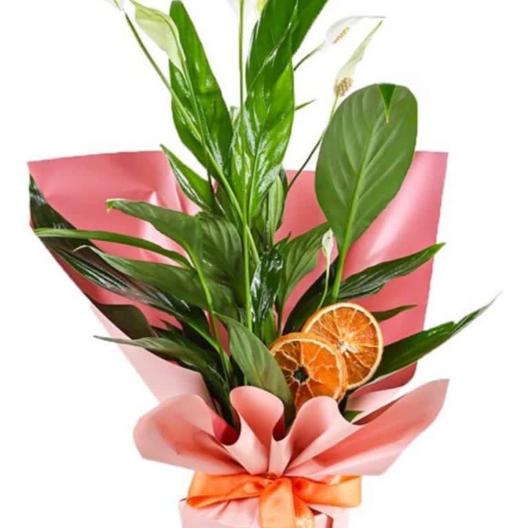 Teslim Edilmeyen Sipariş Ve Yetersiz Müşteri Desteği Hakkında Acil Çözüm Talebi