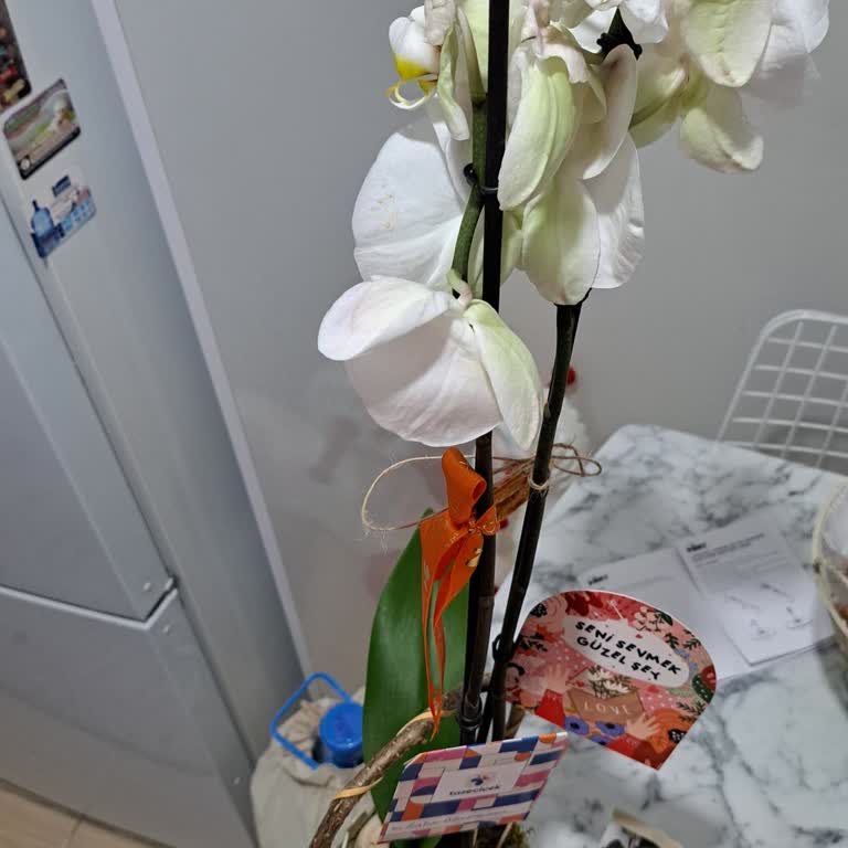 Görseldeki Orkide İle Gelen Ürün Arasında Büyük Fark Ve İade Sorunu