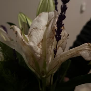 Çiçek Teslimatı Gecikti, Bozuk Ve Eksik Ürünle Mağdur Edildim