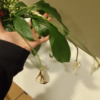 Teslim Edilmeyen Çiçek Siparişi İçin Yanlış Teslimat Bilgisi Ve Mağduriyet