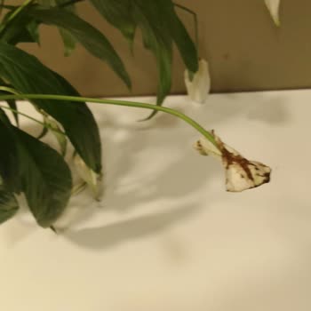 Teslim Edilmeyen Çiçek Siparişi İçin Yanlış Teslimat Bilgisi Ve Mağduriyet