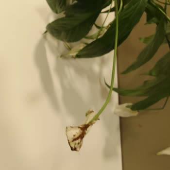 Teslim Edilmeyen Çiçek Siparişi İçin Yanlış Teslimat Bilgisi Ve Mağduriyet