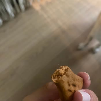 Pedigree Biscrok Galleta, encontré un pelo en la pasta de mi perro